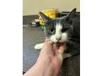 Adopt Gracelynn a Domestic Short Hair