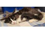 Adopt Temperance a Domestic Short Hair