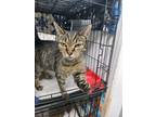 Adopt Maple a Domestic Short Hair