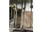 Adopt Slappy a Domestic Short Hair