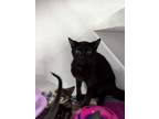 Adopt Training Wheels a Domestic Short Hair