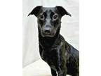 Adopt Bonnie a Labrador Retriever