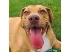 Adopt Fiona a Mixed Breed