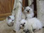 Ragdoll Kittens