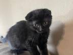 Scottish Fold Kitten