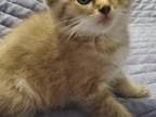 Chocolate Lynx And Seal Ragdoll Kittens