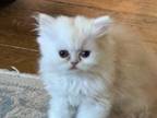 Shaded Silver Persian Female
