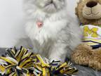 Laya Smoke Silver Tabby Persian