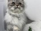 Luke Smoke Silver Tabby Persian