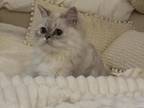 Kiera Lilac Lynx Point Himalayan