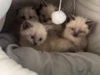 Himalayan Kittens