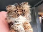 Cfa Brown Tabby