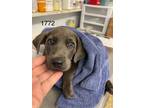 Adopt Winky a Labrador Retriever