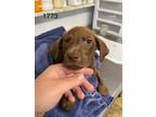 Adopt Warley a Labrador Retriever