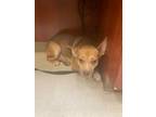 Adopt Donna a Mixed Breed