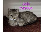 Adopt Jelly a Domestic Short Hair