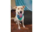 Adopt Jojo a Labrador Retriever, Mixed Breed