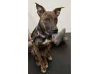 Adopt Vaeda a Hound