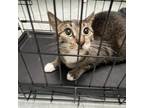 Adopt kovu a Domestic Short Hair