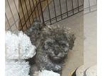 Poodle (Miniature) PUPPY FOR SALE ADN-821690 - CKC Miniature Poodle pup female