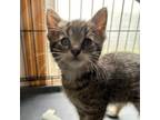 Adopt Molly a Domestic Short Hair