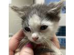 Adopt Precious a Domestic Short Hair