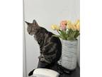 Adopt Esme a Domestic Short Hair