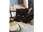 Adopt Sarah a Domestic Medium Hair