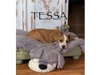 Adopt Tessa a Pit Bull Terrier, Boxer