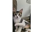 Adopt Timmy a Domestic Short Hair