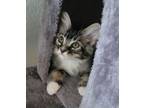 Adopt Mikey a Domestic Short Hair