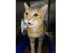 Adopt Gizmo a Domestic Short Hair