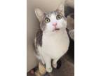 Adopt Zoom Zoom a Domestic Short Hair
