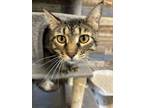 Adopt Cloak a Domestic Short Hair