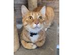 Adopt Ember a Domestic Short Hair