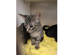 Adopt Damon a Domestic Short Hair