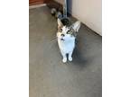 Adopt Charlie a Domestic Short Hair