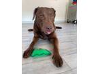 Adopt Apollo a Labrador Retriever, Mixed Breed