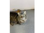 Adopt Pookie a Domestic Long Hair, Domestic Short Hair