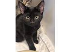 Adopt Matt a Domestic Short Hair