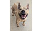 Adopt Mason a Pit Bull Terrier, Mixed Breed