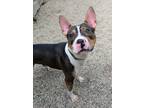 Adopt Bray a Terrier, Mixed Breed