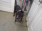 Adopt Trevor a Pit Bull Terrier
