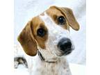 Adopt Ozzie a Australian Cattle Dog / Blue Heeler