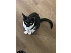 Batgirl, Domestic Shorthair For Adoption In Long Beach, Mississippi