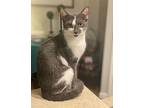 Two Face, Domestic Shorthair For Adoption In Long Beach, Mississippi