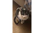 Blossom, Domestic Shorthair For Adoption In Long Beach, Mississippi