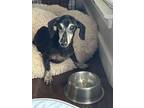Eli, Dachshund For Adoption In Humble, Texas