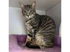 Gracie, Domestic Shorthair For Adoption In Mendon, New York