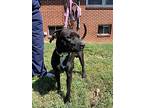 Webster, American Staffordshire Terrier For Adoption In Lynchburg, Tennessee